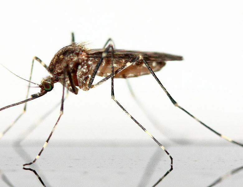 В Усть-Лабинске стартуют дезинсекционные работы против комаров