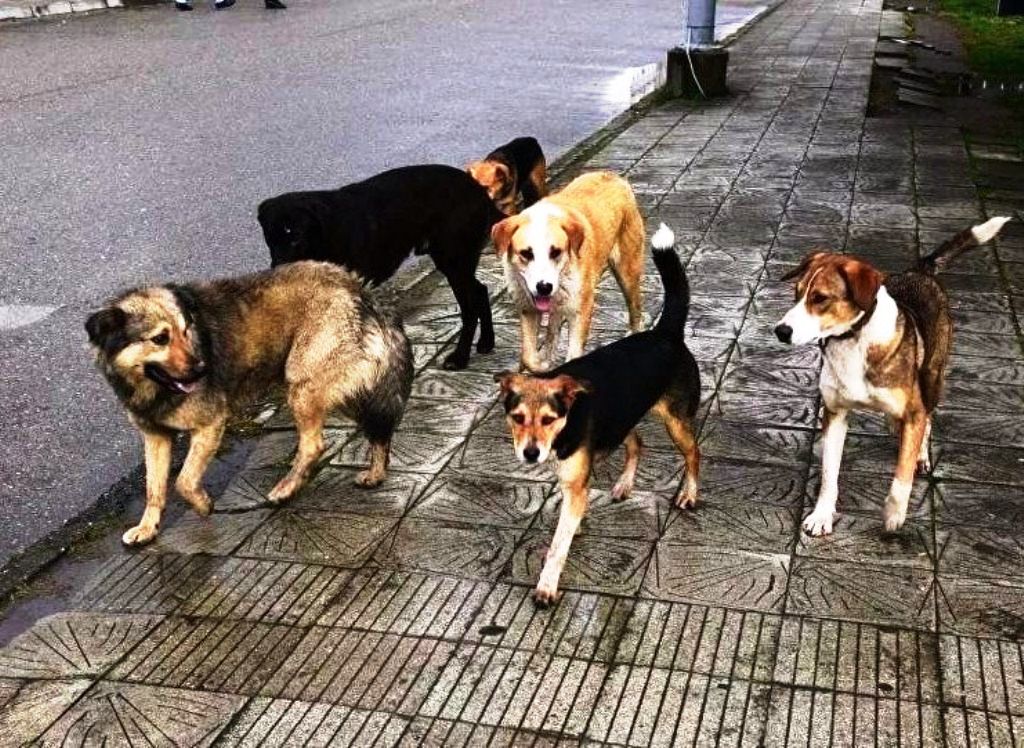 Отловлено 30 бродячих собак