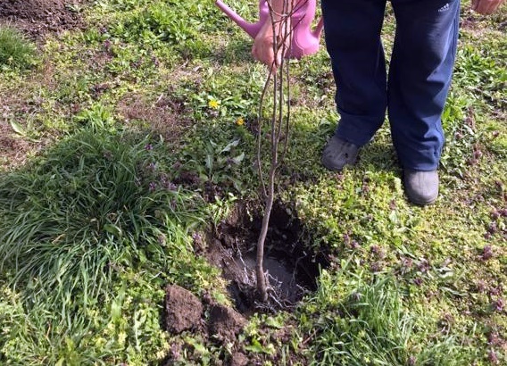 В рамках акции "Сад памяти" в Усть-Лабинске высадили кусты черёмухи
