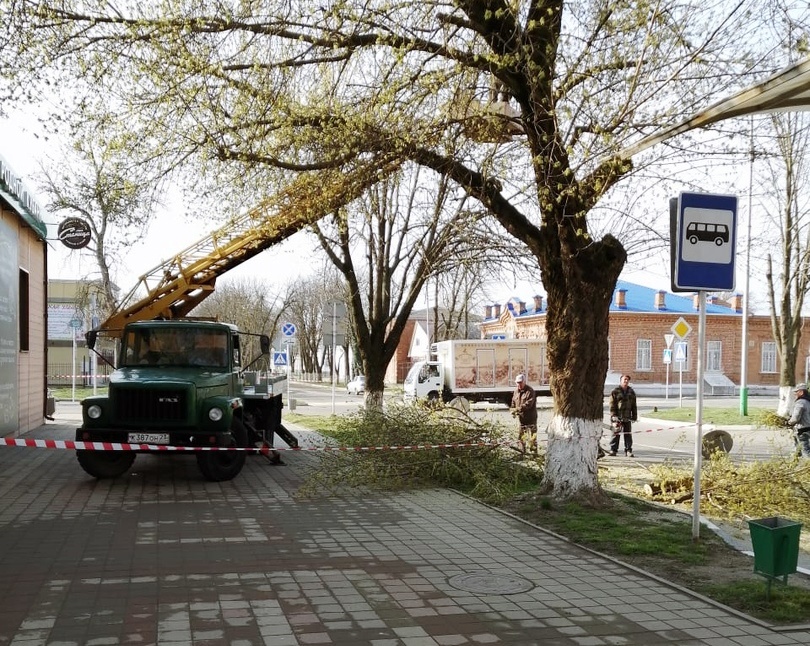 В Усть-Лабинске продолжаются работы по обрезке деревьев