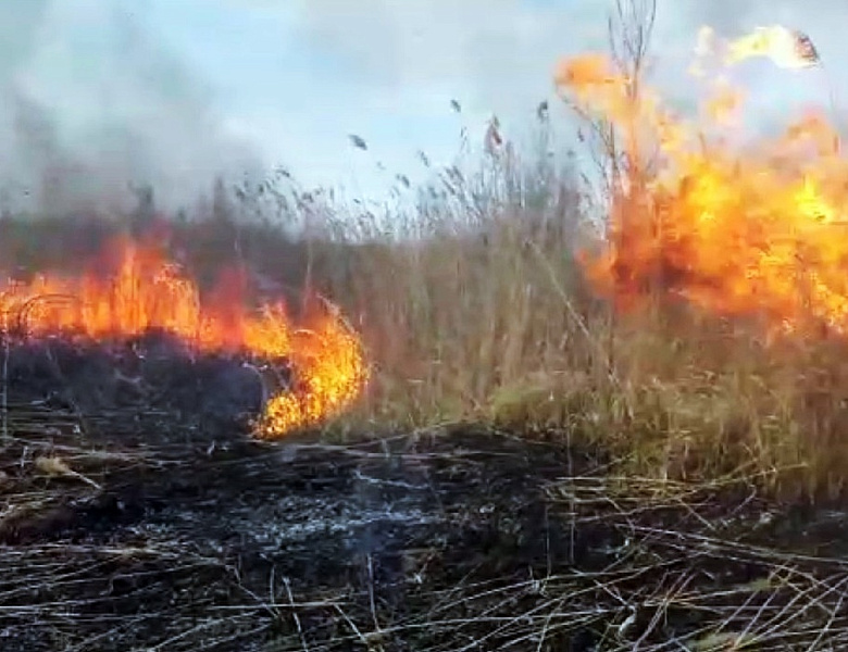 В Усть-Лабинске участились случаи возгорания сухой травы и зарослей камыша