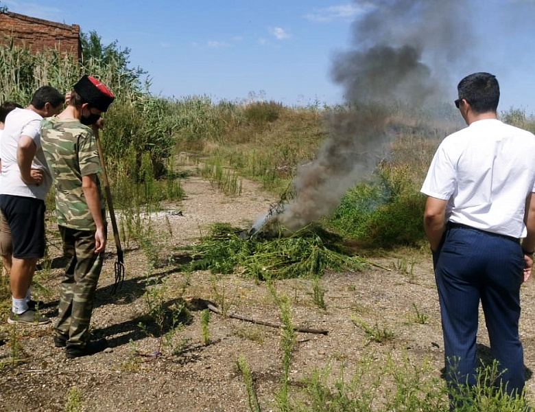 Рейды по выявлению и уничтожению дикорастущей конопли в Усть-Лабинске продолжаются