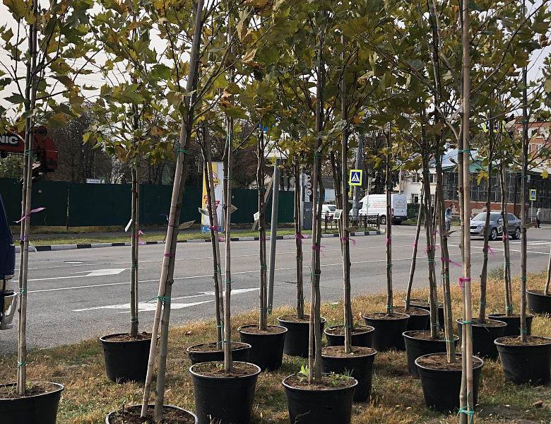 28 новых деревьев украсили город