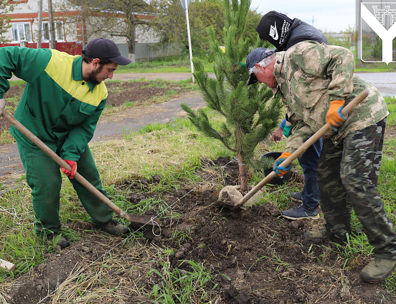 В рамках акции "Сад памяти" высажено более 50 сосен