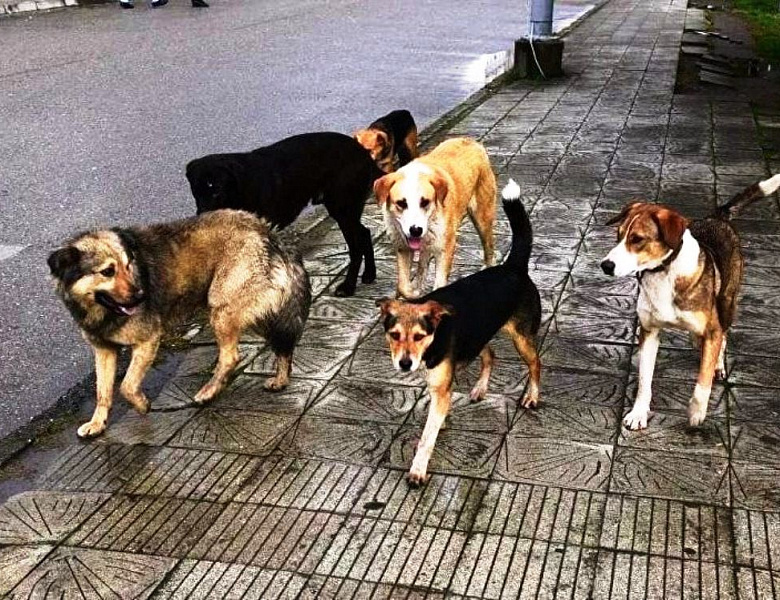 Отловлено 26 бродячих собак