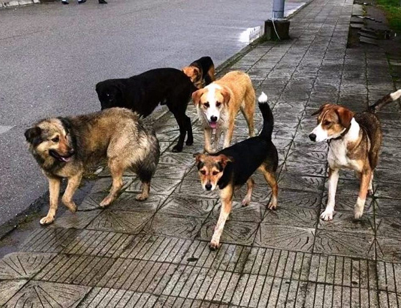 Отловлено 28 бродячих собак