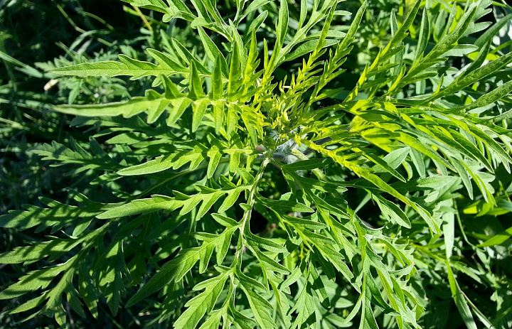 Амброзия — опасный карантинный сорняк