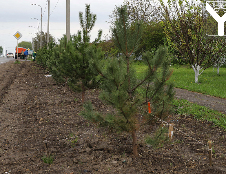 В рамках акции "Сад памяти" высажено более 50 сосен