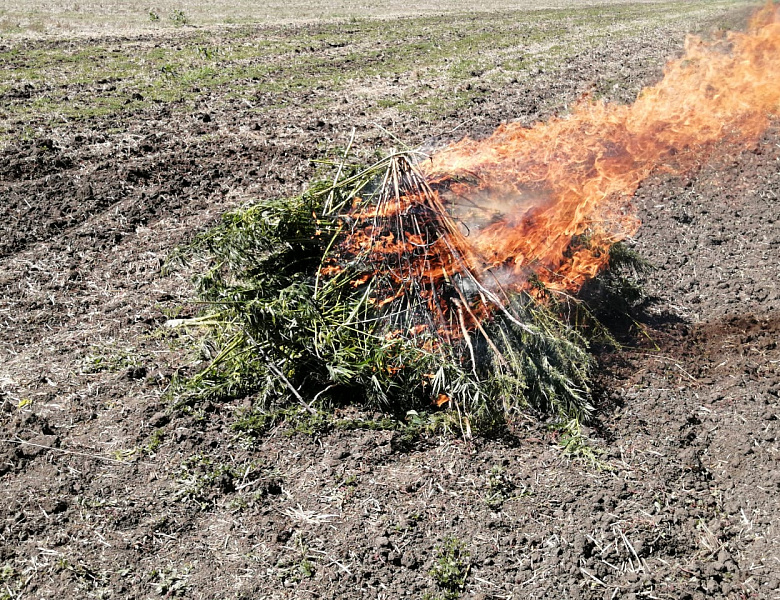 В Усть-Лабинске продолжаются рейды по выявлению и уничтожению кустов дикорастущей конопли